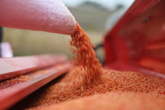 Büyükçekmece’de Makarnalık Buğday Ekimi